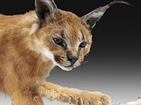 Caracal (caracal caracal) full mount, taxidermy trophy, h 40 cm - w 65 cm - d 30 cm - 5,6kg - afbeelding 6 van  8