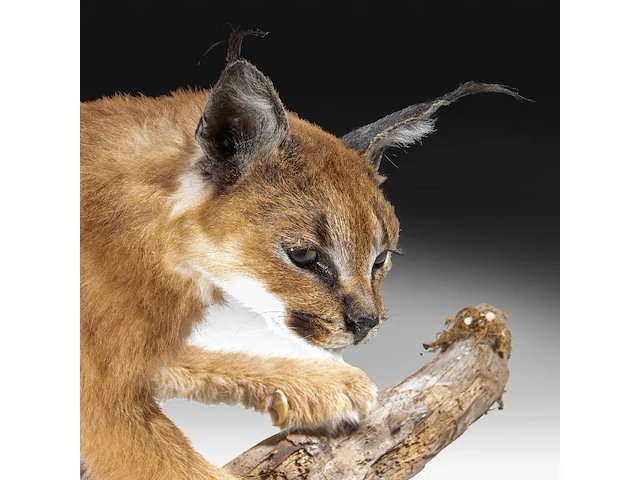 Caracal (caracal caracal) full mount, taxidermy trophy, h 40 cm - w 65 cm - d 30 cm - 5,6kg - afbeelding 7 van  8