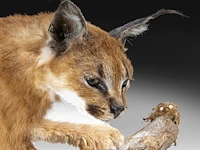 Caracal (caracal caracal) full mount, taxidermy trophy, h 40 cm - w 65 cm - d 30 cm - 5,6kg - afbeelding 7 van  8