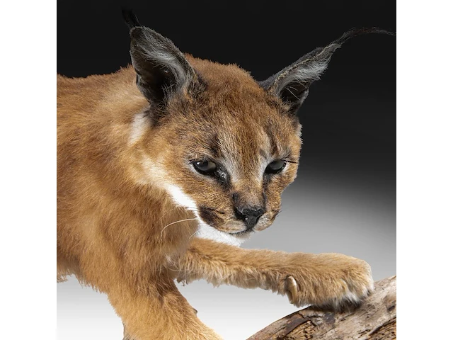 Caracal (caracal caracal) full mount, taxidermy trophy, h 40 cm - w 65 cm - d 30 cm - 5,6kg - afbeelding 8 van  8
