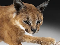Caracal (caracal caracal) full mount, taxidermy trophy, h 40 cm - w 65 cm - d 30 cm - 5,6kg - afbeelding 8 van  8