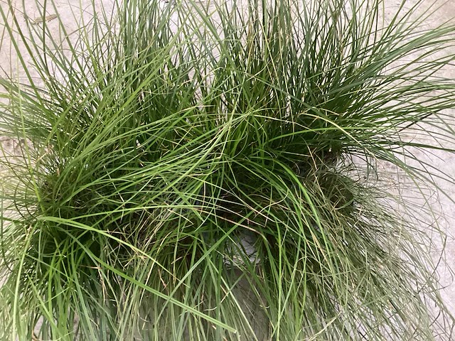 Carex (100x) - afbeelding 1 van  2