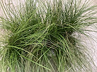 Carex (100x) - afbeelding 1 van  2