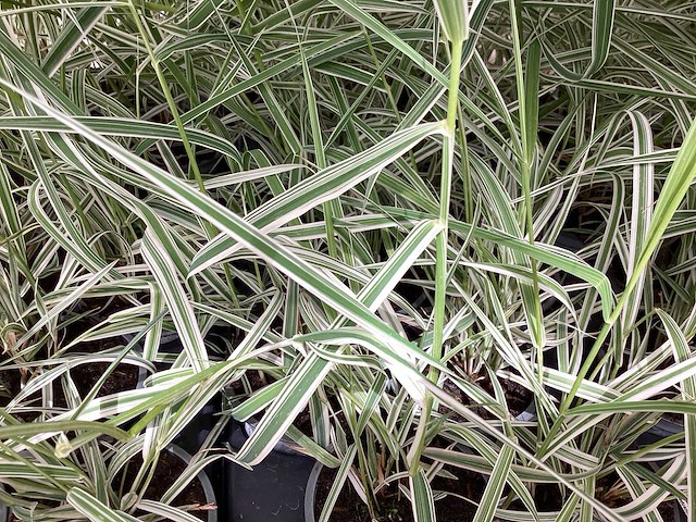 Carex (100x) - afbeelding 2 van  2