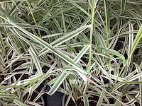 Carex (100x) - afbeelding 2 van  2