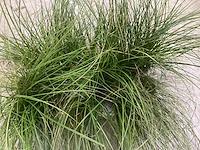 Carex (100x)