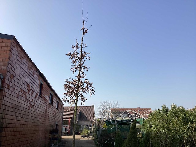 Carpinus betulus (10x) - afbeelding 1 van  2