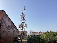 Carpinus betulus (10x) - afbeelding 1 van  2