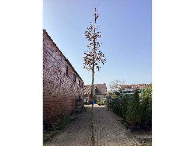 Carpinus betulus (10x) - afbeelding 2 van  2