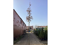 Carpinus betulus (10x) - afbeelding 2 van  2