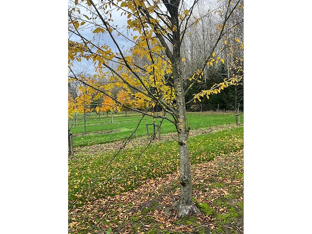 Carpinus betulus (14x) - afbeelding 2 van  13