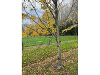 Carpinus betulus (14x) - afbeelding 2 van  13