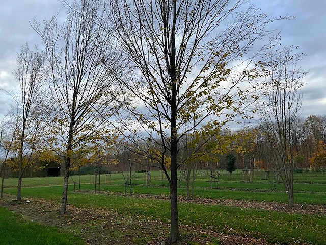 Carpinus betulus (14x) - afbeelding 3 van  13