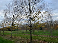 Carpinus betulus (14x) - afbeelding 3 van  13