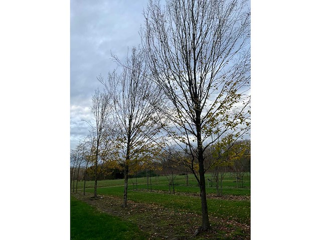 Carpinus betulus (14x) - afbeelding 4 van  13