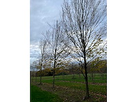 Carpinus betulus (14x) - afbeelding 4 van  13