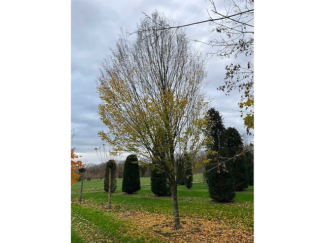 Carpinus betulus (14x) - afbeelding 5 van  13