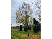 Carpinus betulus (14x) - afbeelding 5 van  13