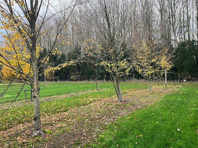 Carpinus betulus (14x) - afbeelding 1 van  13