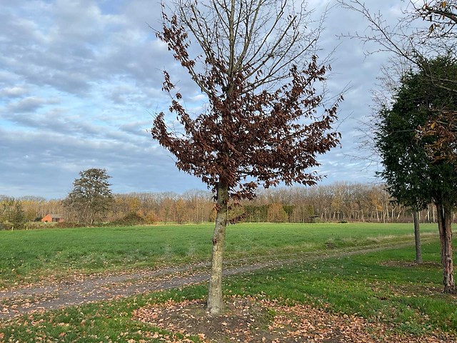 Carpinus betulus (14x) - afbeelding 6 van  13