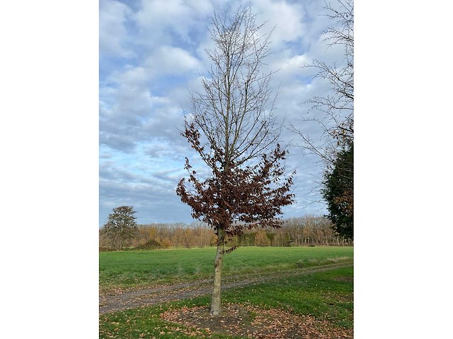 Carpinus betulus (14x) - afbeelding 7 van  13