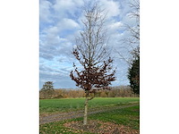 Carpinus betulus (14x) - afbeelding 7 van  13