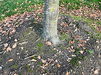 Carpinus betulus (14x) - afbeelding 8 van  13