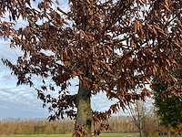 Carpinus betulus (14x) - afbeelding 9 van  13