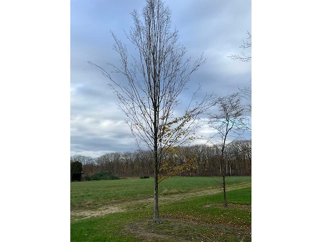 Carpinus betulus (14x) - afbeelding 10 van  13