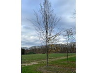 Carpinus betulus (14x) - afbeelding 10 van  13