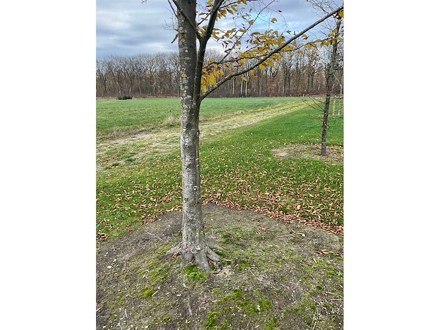 Carpinus betulus (14x) - afbeelding 11 van  13