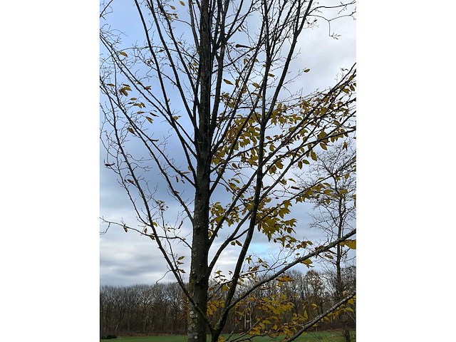 Carpinus betulus (14x) - afbeelding 12 van  13