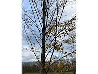 Carpinus betulus (14x) - afbeelding 12 van  13