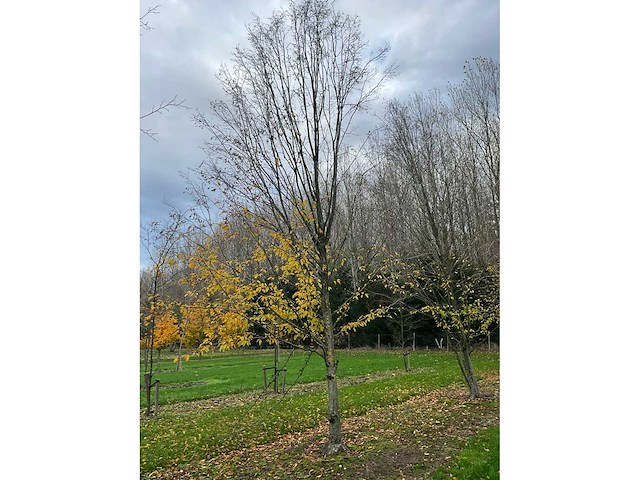 Carpinus betulus (14x) - afbeelding 13 van  13