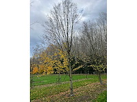 Carpinus betulus (14x) - afbeelding 13 van  13