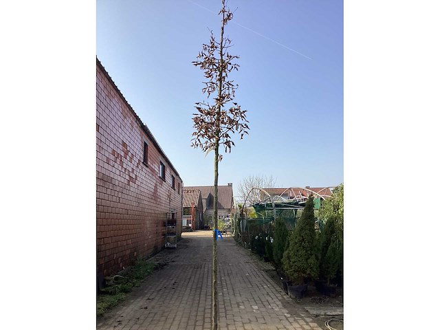 Carpinus betulus (5x) - afbeelding 2 van  2