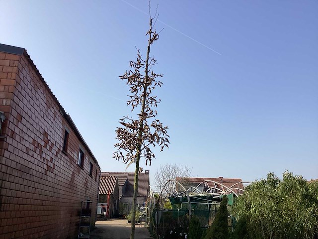 Carpinus betulus (5x) - afbeelding 1 van  2