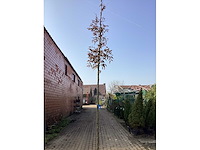 Carpinus betulus (5x) - afbeelding 1 van  1