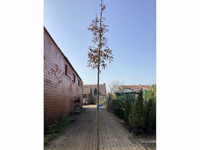 Carpinus betulus (5x) - afbeelding 2 van  2