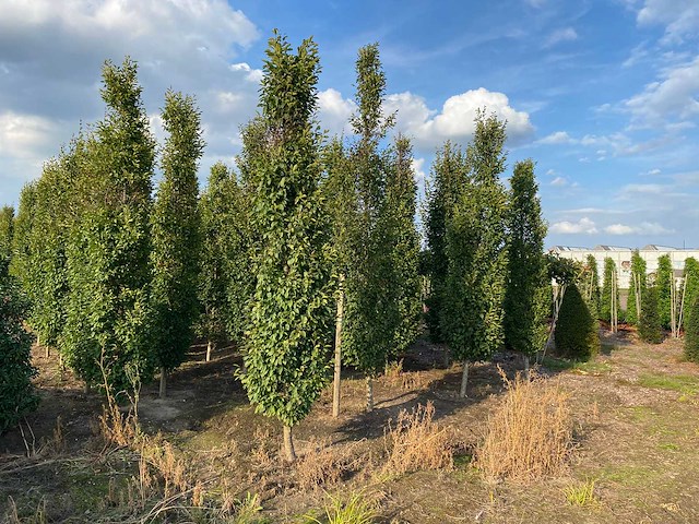 Carpinus betulus fastigiata (ca. 350-400 cm) laanboom - afbeelding 1 van  1