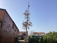 Carpinus betulus(1) - afbeelding 1 van  2
