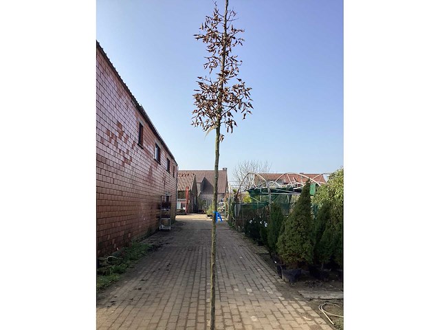 Carpinus betulus(1) - afbeelding 2 van  2