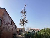 Carpinus betulus(1)