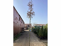 Carpinus betulus(1) - afbeelding 2 van  2