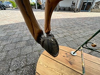 Carrousel paard - afbeelding 11 van  18