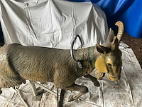 Carrouselgeit - afbeelding 6 van  6