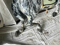 Carrouselpaard - afbeelding 6 van  9