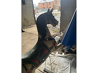 Carrouselpaard - afbeelding 8 van  8