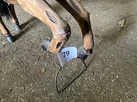 Carrouselpaard - afbeelding 3 van  6