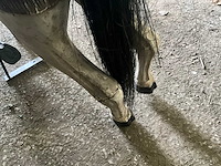 Carrouselpaard - afbeelding 5 van  7